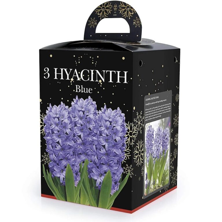 8711148243342 1 Hyacinth Blue Bulb Gift Set.jpg
